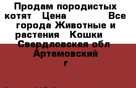 Продам породистых котят › Цена ­ 15 000 - Все города Животные и растения » Кошки   . Свердловская обл.,Артемовский г.